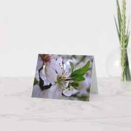 White Cheroms Note Card Karte