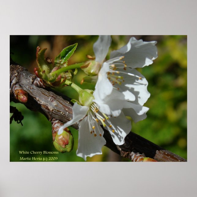 White Cherry Blossom Poster (Vorne)