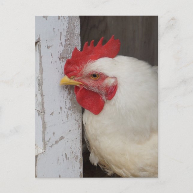 White Chicken Peeking Postkarte (Vorderseite)