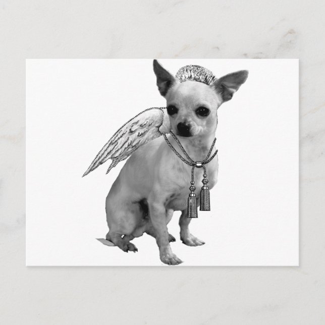 White Chihuahua Angel Wings Postkarte (Vorderseite)