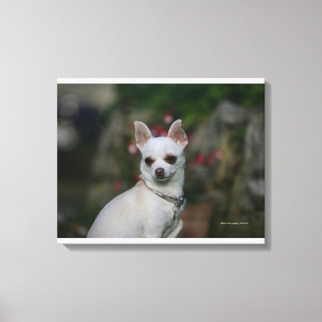 White Chihuahua Leinwanddruck (Vorderseite)