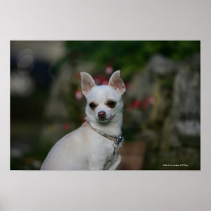 White Chihuahua Poster