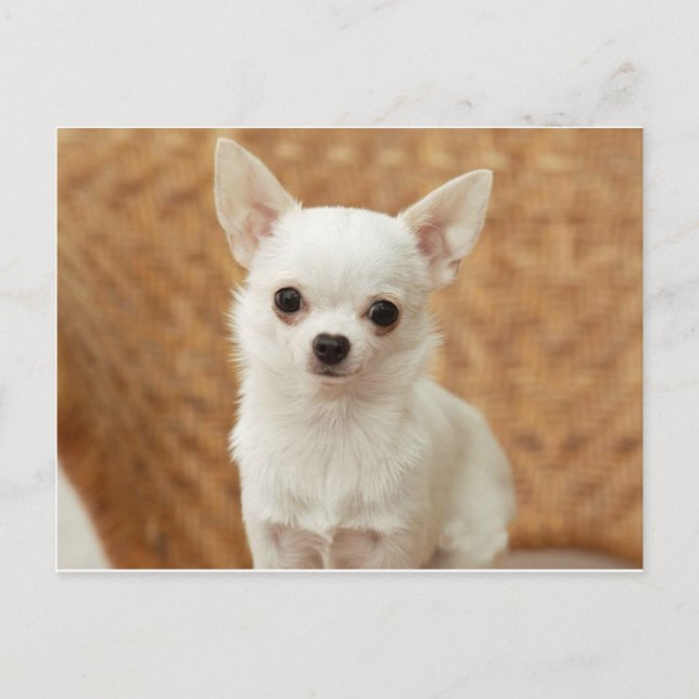 White Chihuahua Postkarte (Vorderseite)