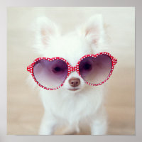 White Chihuahua Puppy