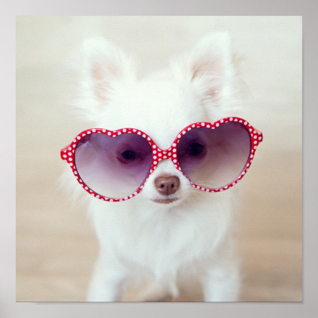 White Chihuahua Puppy Poster (Vorne)