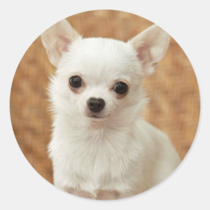 White Chihuahua Runder Aufkleber