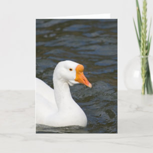 White Chinese Goose Karte