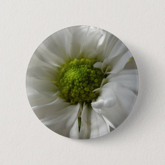 White Chrysantheman Button (Vorderseite)
