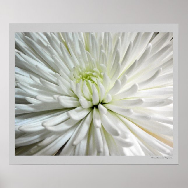 White Chrysanthemum Blume Mums Blume Foto Poster (Vorne)