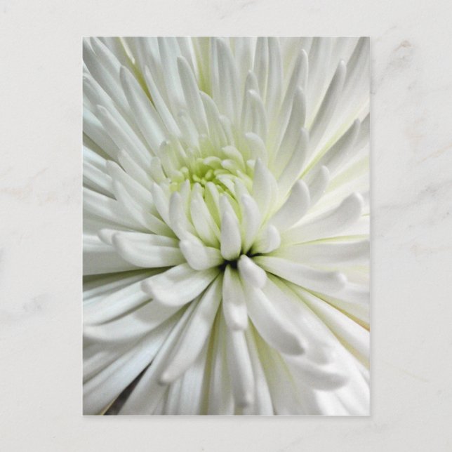 White Chrysanthemum Blume Mums Blume Foto Postkarte (Vorderseite)