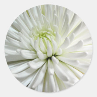 White Chrysanthemum Blume Mums Blume Foto Runder Aufkleber