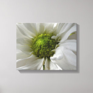 White Chrysanthemum Canvas Print Leinwanddruck