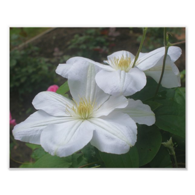 White Clematis Blume Pair 8x10 Fotodruck (Vorne)