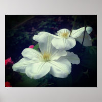 White Clematis Blume Pair