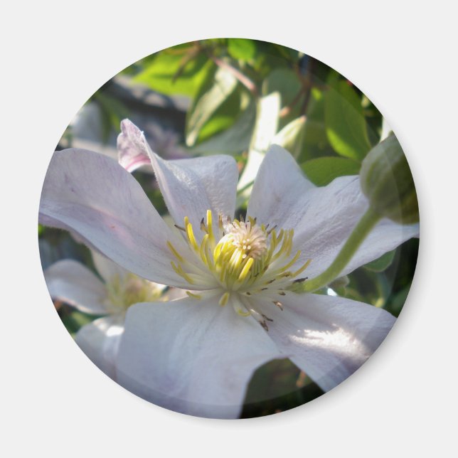 White Clematis II Magnet (Vorne)