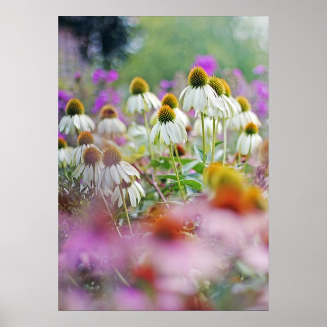 White Coneflowers Echinacea White Swan Poster (Vorne)
