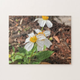 White Cosmo Blume Garden Spring Floral