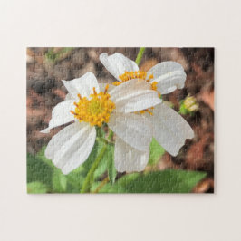White Cosmo Blume Garten Frühlingsflora Nah