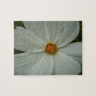 White Cosmos Sommer-Wildblume