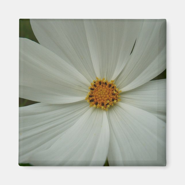 White Cosmos Sommer-Wildblume Magnet (Vorne)