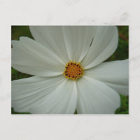 White Cosmos Sommer-Wildblume