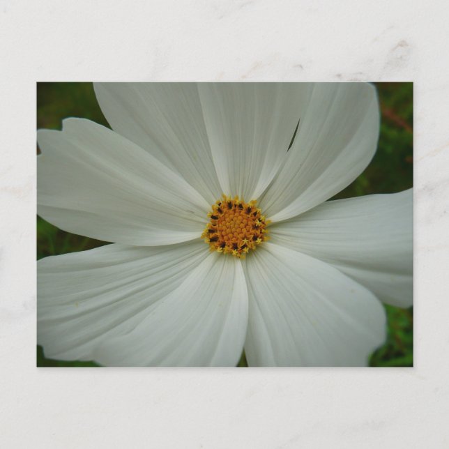 White Cosmos Sommer-Wildblume Postkarte (Vorderseite)