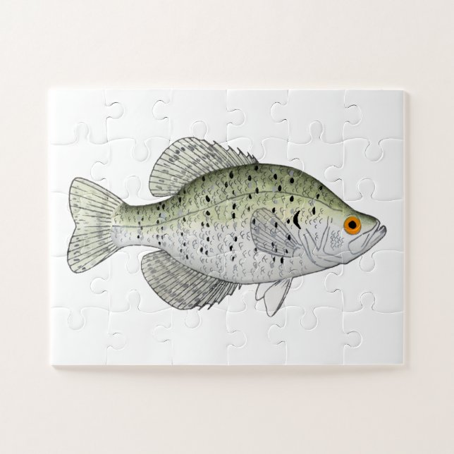 White Crappie Magnet (Horizontal)