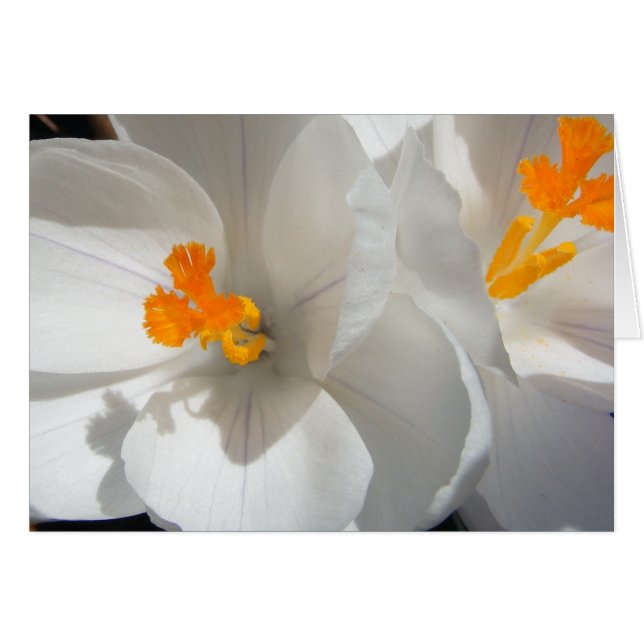 White Crocus (Vorderseite (Horizontal))