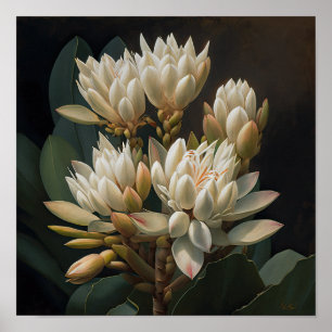 White Curcuma Blume Art Print Poster