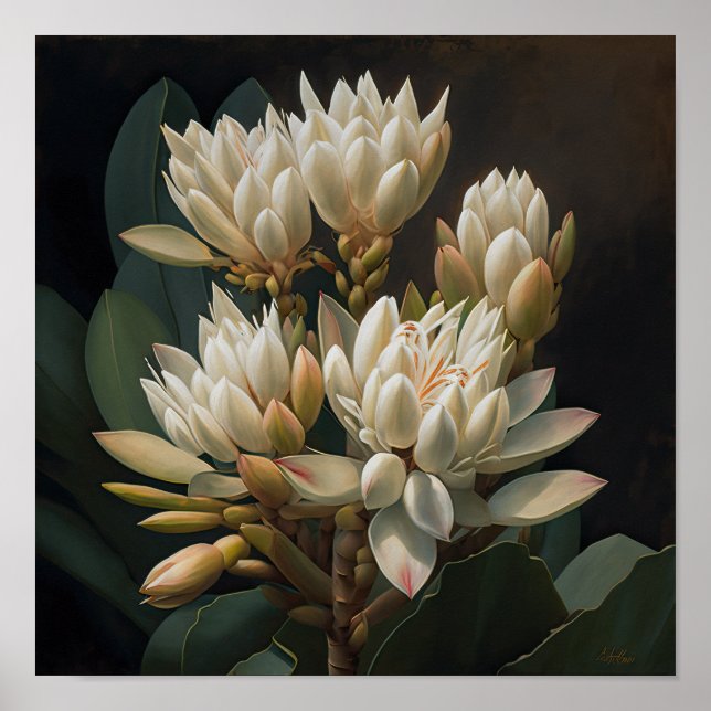 White Curcuma Blume Art Print Poster (Vorne)