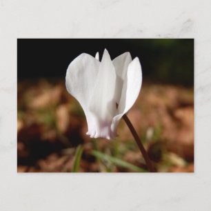 White Cyclamen Postcard Postkarte