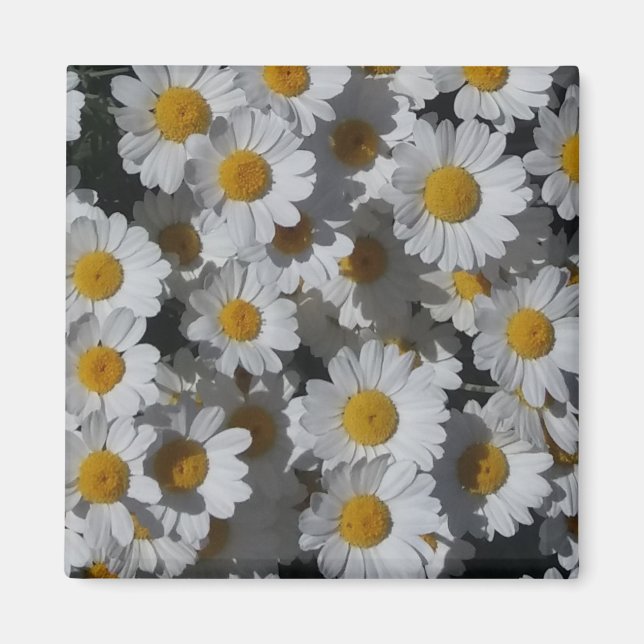 White Daisies Magnet (Vorne)