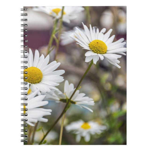 White daisies notebook notizblock (Vorderseite)