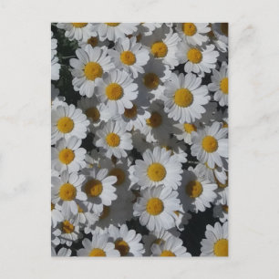 White Daisies Postkarte