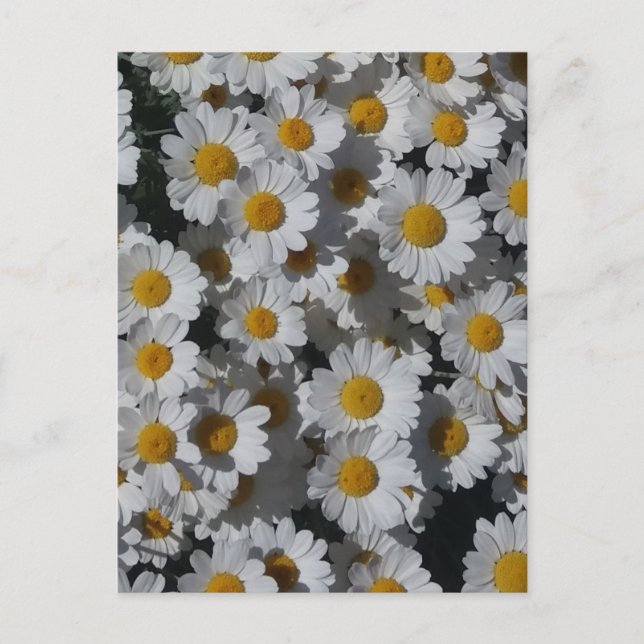 White Daisies Postkarte (Vorderseite)