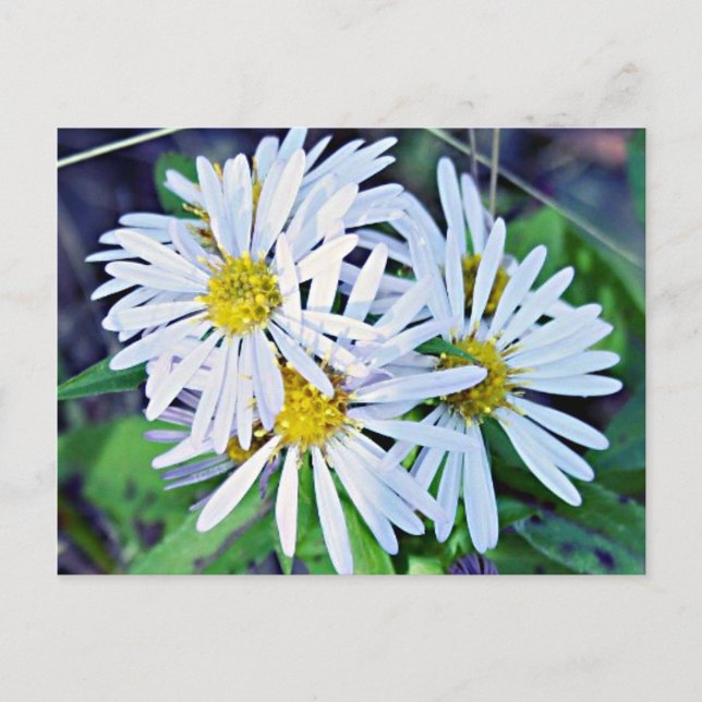 White Daisies Postkarte (Vorderseite)