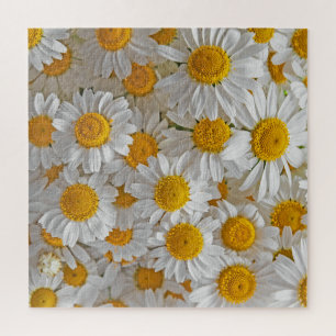 White Daisis: Schöner Blumenhintergrund