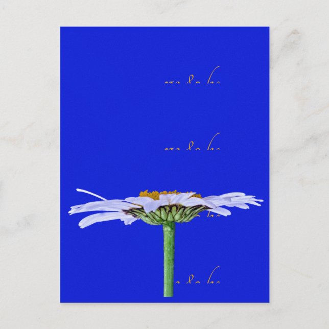 White Daisy Blume auf Blue Leinwand Time to Healin Postkarte (Vorderseite)