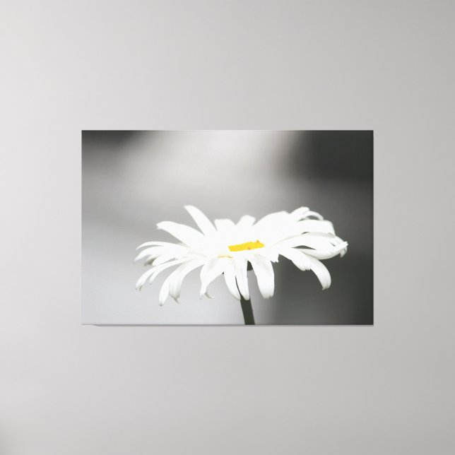 White Daisy Blume Bloom Leinwanddruck (Vorderseite)