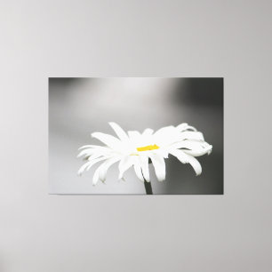White Daisy Blume Bloom Leinwanddruck