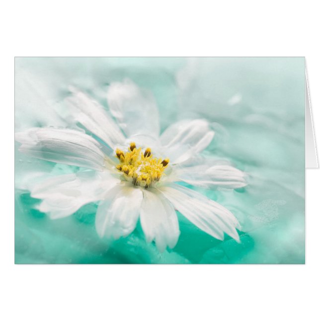 White Daisy Blume Blue Water Pond Aqua Türkis (Vorderseite (Horizontal))
