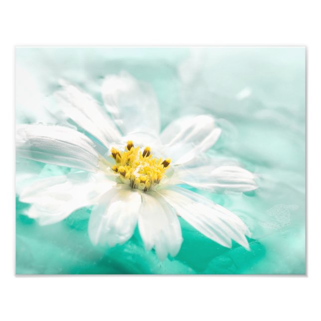 White Daisy Blume Blue Water Pond Aqua Türkis Fotodruck (Vorne)