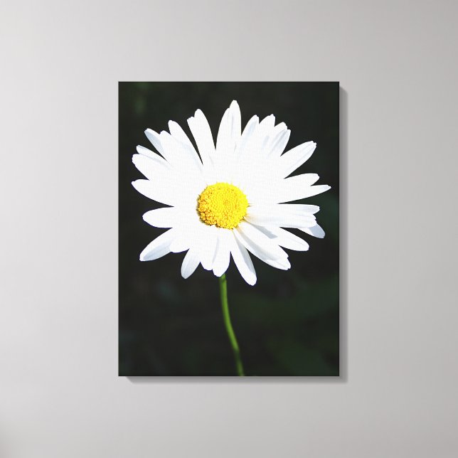 White Daisy Blume Canvas Print Leinwanddruck (Vorderseite)
