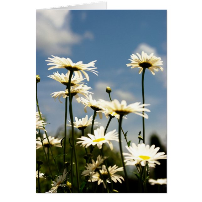 White Daisy Blume Card (Vorne)