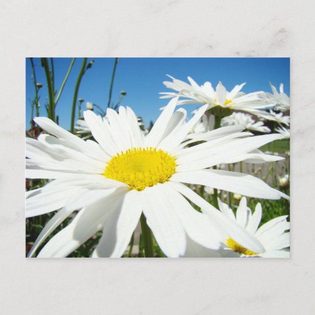White Daisy Blume Garden Postkarten Blue Sky (Vorderseite)