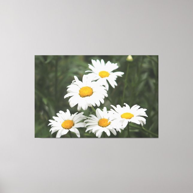 White Daisy Blume Leinwanddruck (Vorderseite)