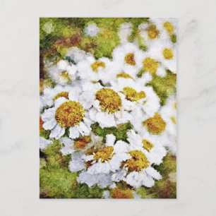 White Daisy Blume - Malerei Art Postkarten