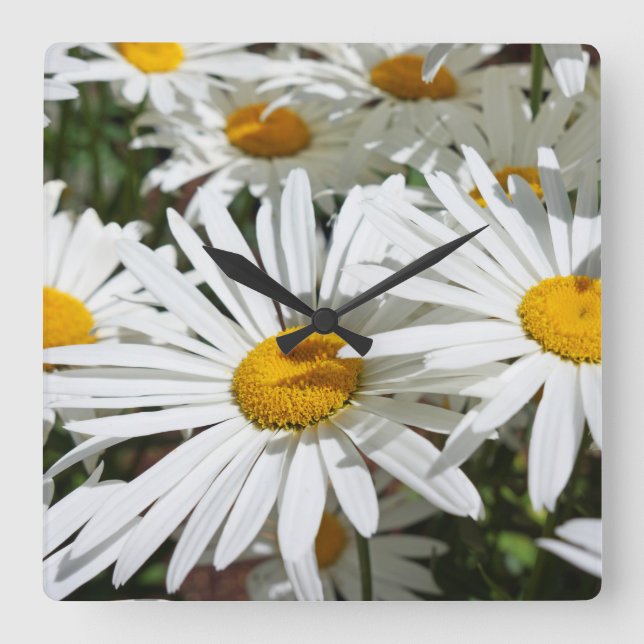 White Daisy Blume Mauer Uhren einzigartig (Vorderseite)