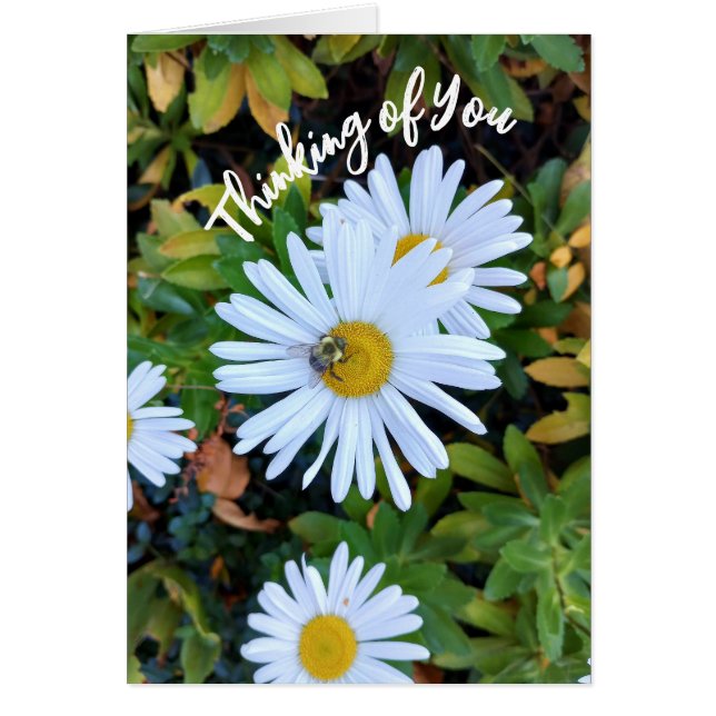 White Daisy Blume mit einem Bienengedanken (Vorne)