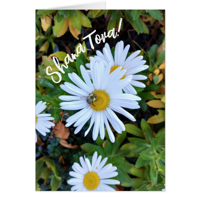 White Daisy Blume mit einer Bee Rosh Hashanah Card (Vorne)